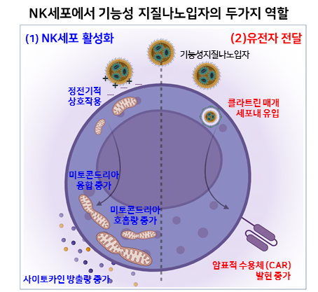    기능성 지질나노입자의 NK세포 활성화 및 유전자 전달       ©팝콘뉴스