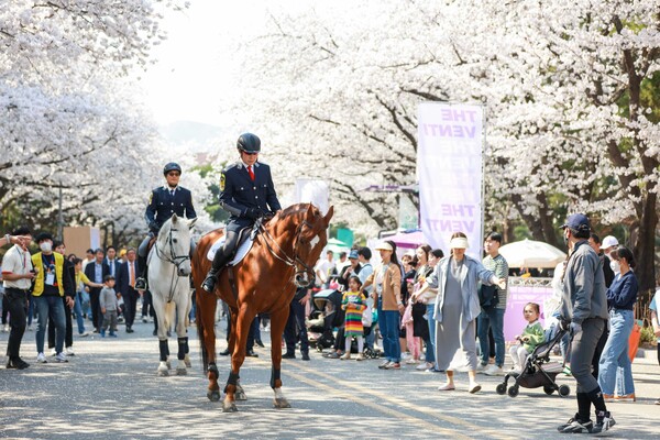    말과 함께하는 이색 벚꽃축제 장면 /사진제공=한국마사회       ©팝콘뉴스