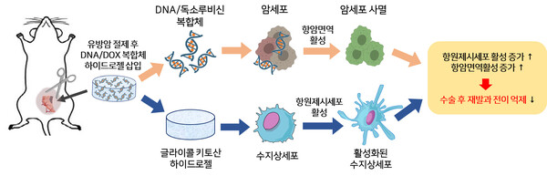    DNA 독소루비신 복합체가 탑재된 글라이콜 키토산 하이드로젤을 활용한 종양 면역 치료 모식도       ©팝콘뉴스